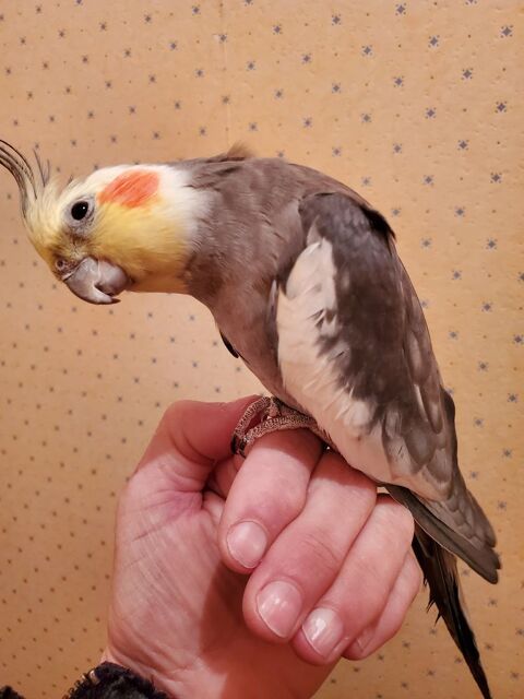 Perruches calopsittes eam 200 77340 Pontault-combault