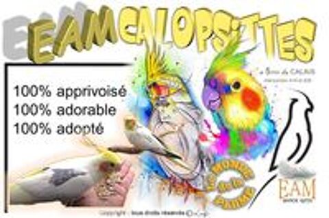  Oiseaux Calopsittes apprivoisées (EAM) 