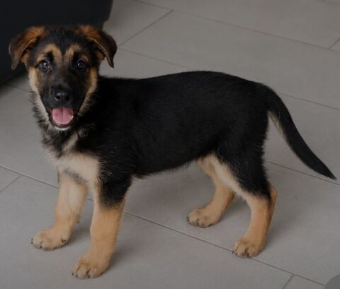 Chiot berger allemand femelle 560 27210 Fort-moville