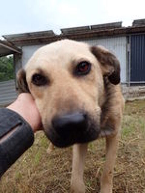   Piment à l'adoption 