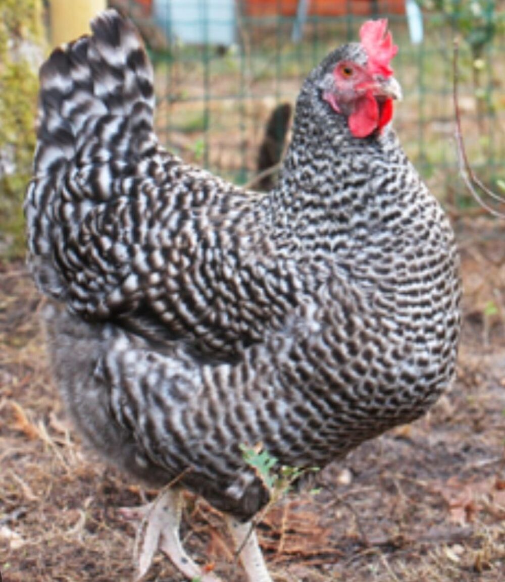   Poules coucou pondeuses 