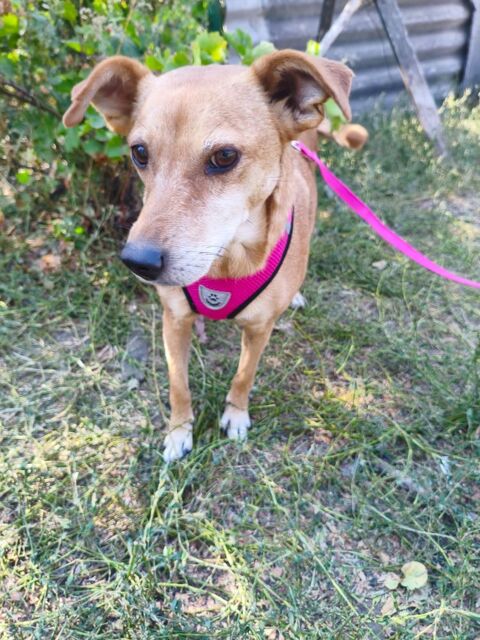 A L'ADOPTION POLYA 0 75018 Paris