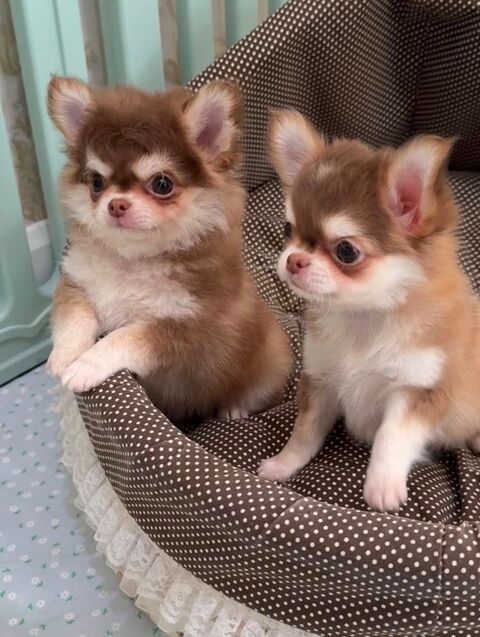chiots chihuahuas disponible 0 75014 Paris