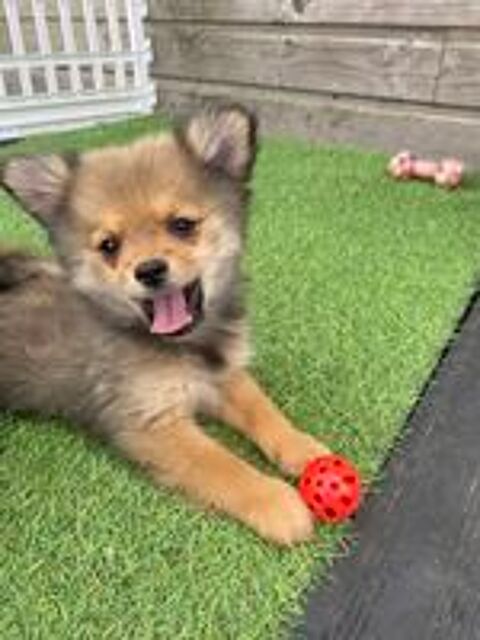   Chiot pomchi mâle  