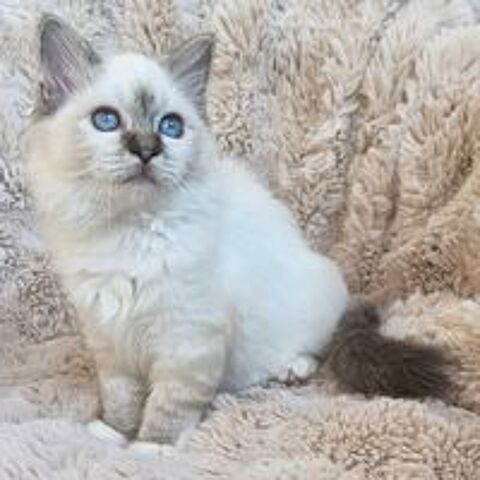   Magnifique mâle Sacre de Birmanie Loof-LIVRAISON  