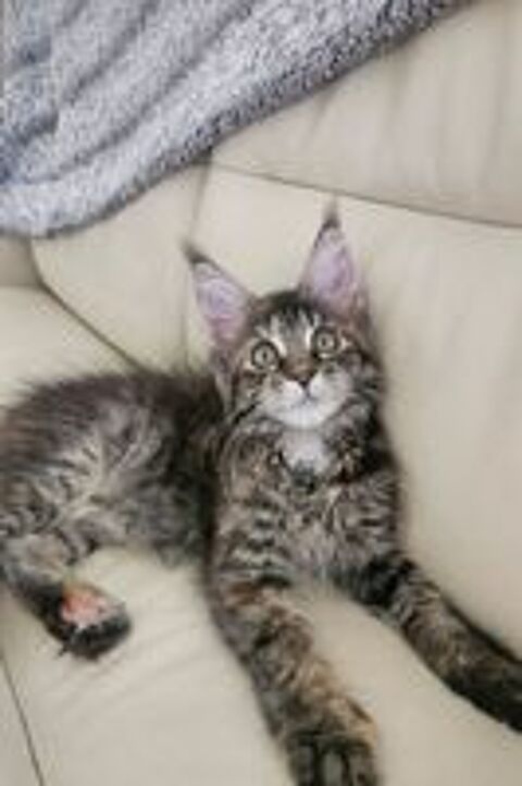   Vend Maine coon loof 