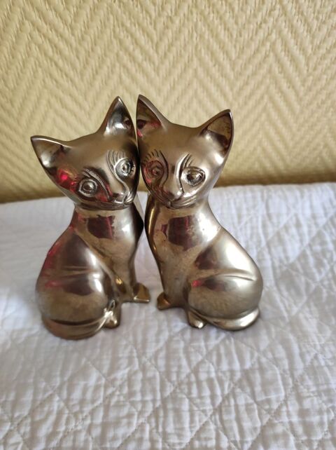 Magnifiques Chats 30 Drancy (93)