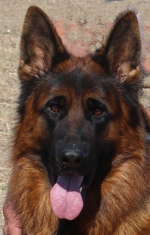 Chiots Bergers Allemands LOF 1400 30340 Saint-privat-des-vieux