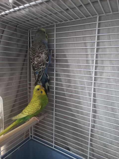 cage+&eacute;quip&eacute;e+++couple+perruche+ondul&eacute;es 100 06670 Saint-martin-du-var