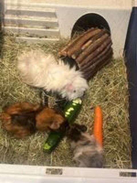   2 cochons d'inde (mre et fils) (le blanc est dcd) 