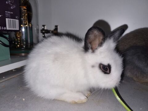 Lapin nain sevr&eacute;  30 13190 Allauch