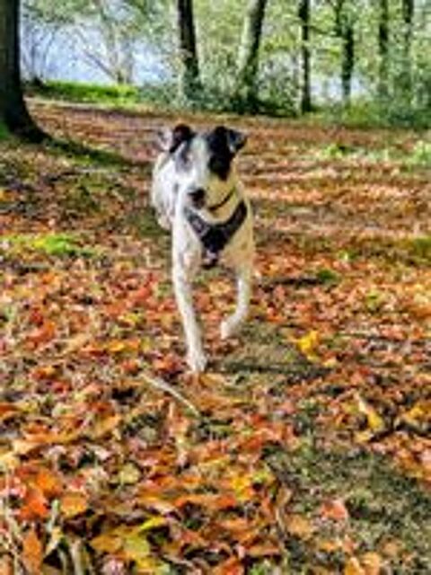   Vador le gentil loulou tripatte plein de vie 