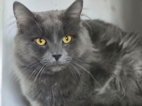 ME AMOR 210 60000 Beauvais