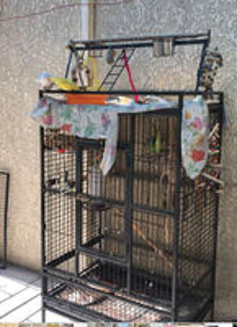   Cages d oiseaux et des nourritures  