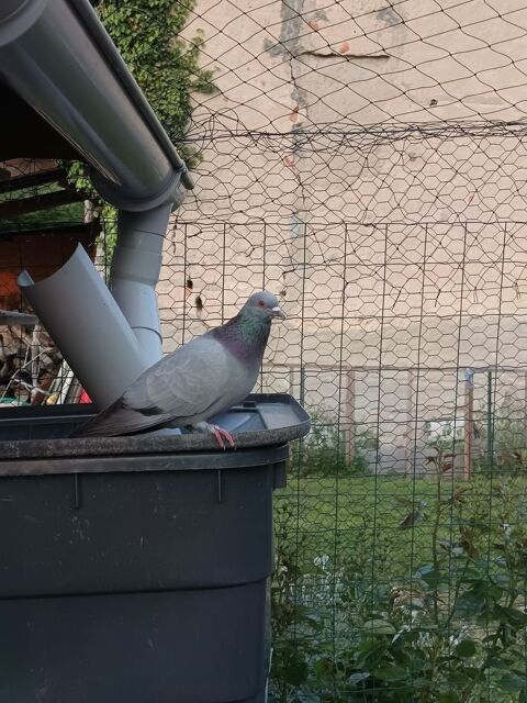 Pigeons 15 63120 Sermentizon