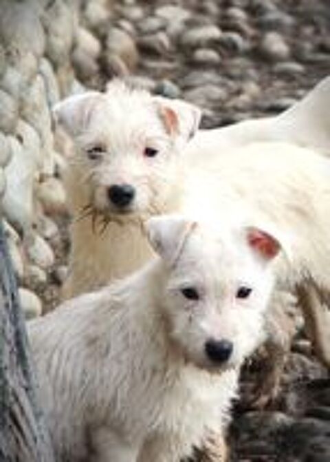  Magnifiques Parson Russel Terrier 