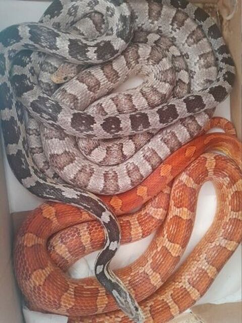 Serpents des bles 20 95100 Argenteuil