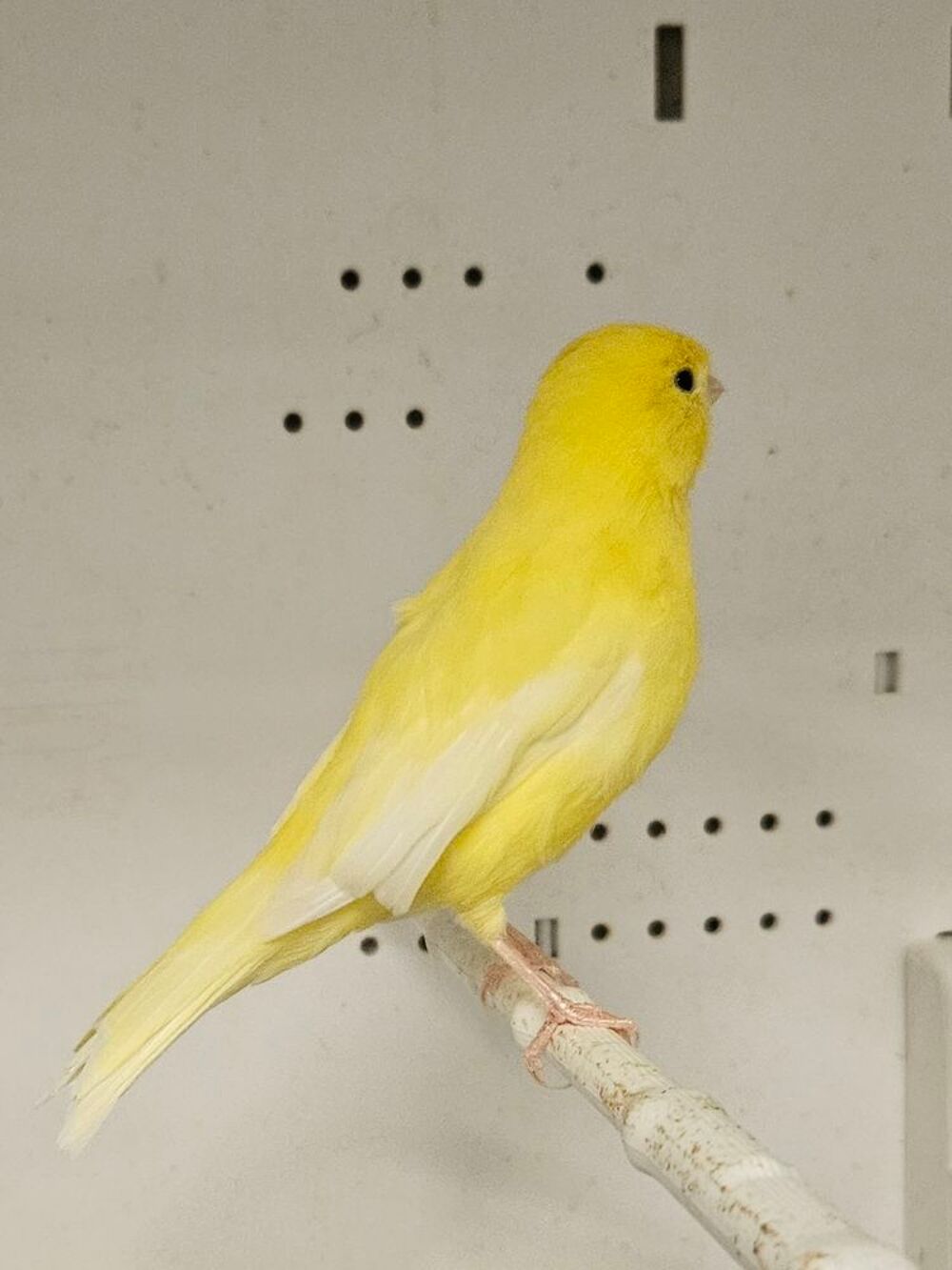   Femelle canaris jaune 2026 