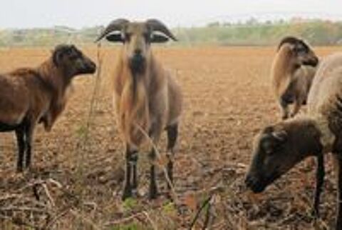   Moutons cameroun 