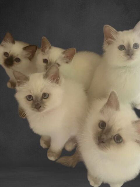 Cinq chatons Sacré de Birmanie cherchent foyer aimant 1150 73160 Saint-sulpice