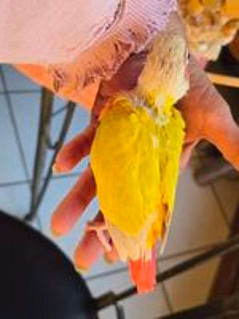   Conure de molinae eam 