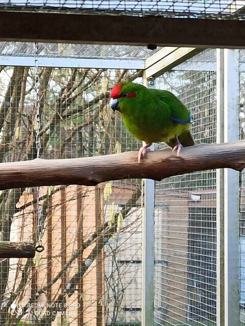 oiseaux de voliere 30 79200 Parthenay