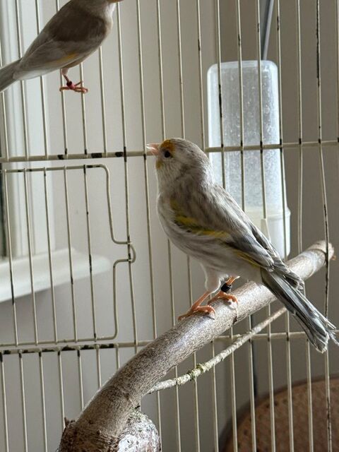 Femelle canari 30 93330 Neuilly-sur-marne