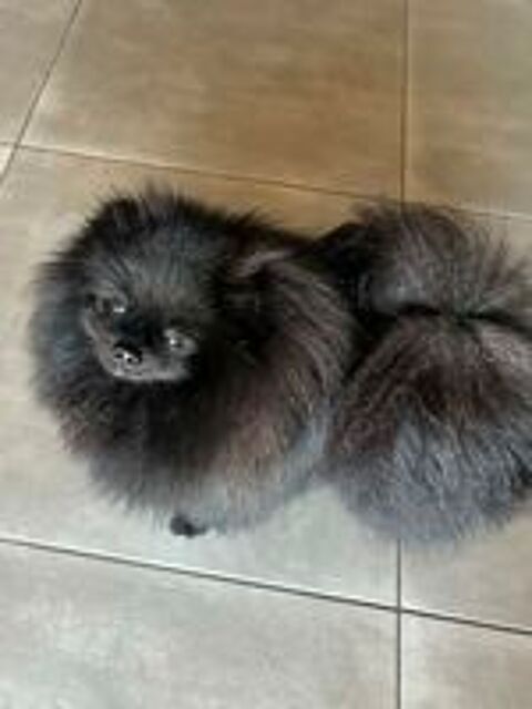   Sailie mâle spitz 