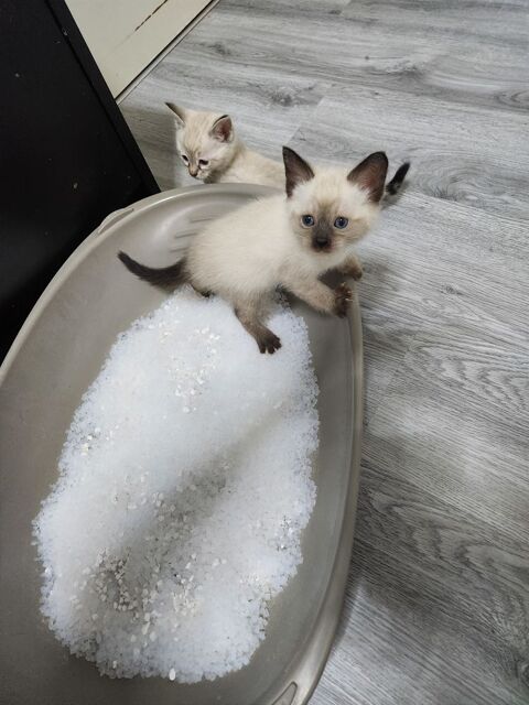 Chaton siamois 550 01150 Lagnieu