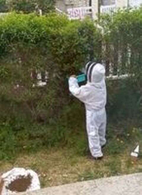  Bourges environs récupération essaims d'abeilles a domicile 
