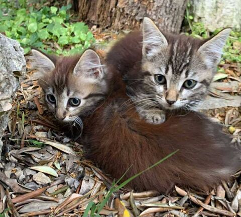 2 chatonnes Soeurs inséparables, chipies et espiègles 500 06530 Saint-czaire-sur-siagne