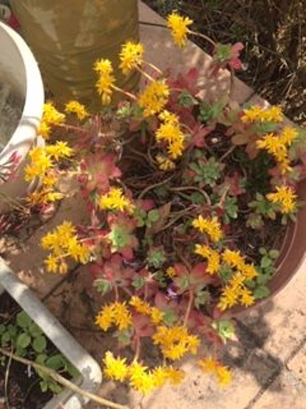 belles plantes vivaces
ps cher .SEDUM PALMIERI
Jardin