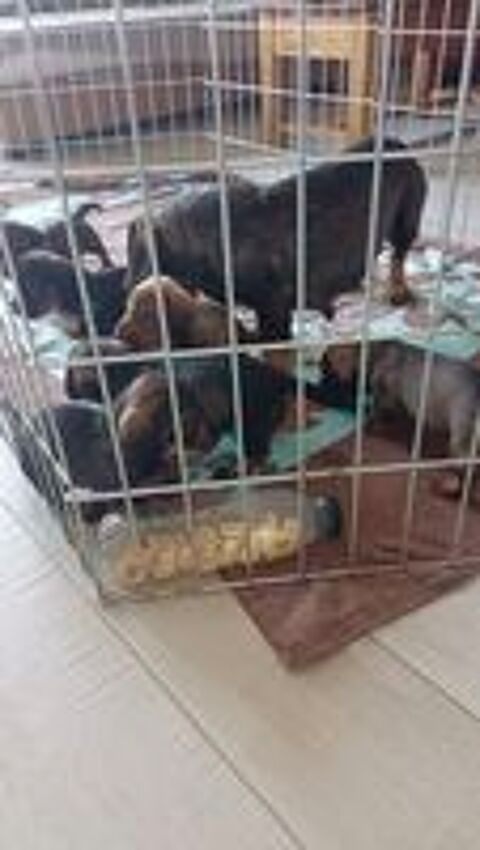   Chiots males  teckels poils durs 