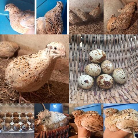 Oeuf de caille 3 71360 pinac