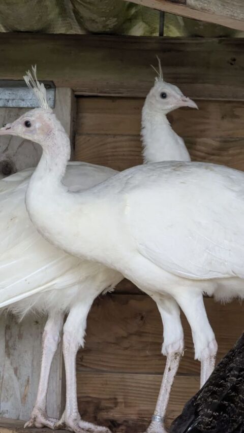 Paon blanc 120 85130 La verrie