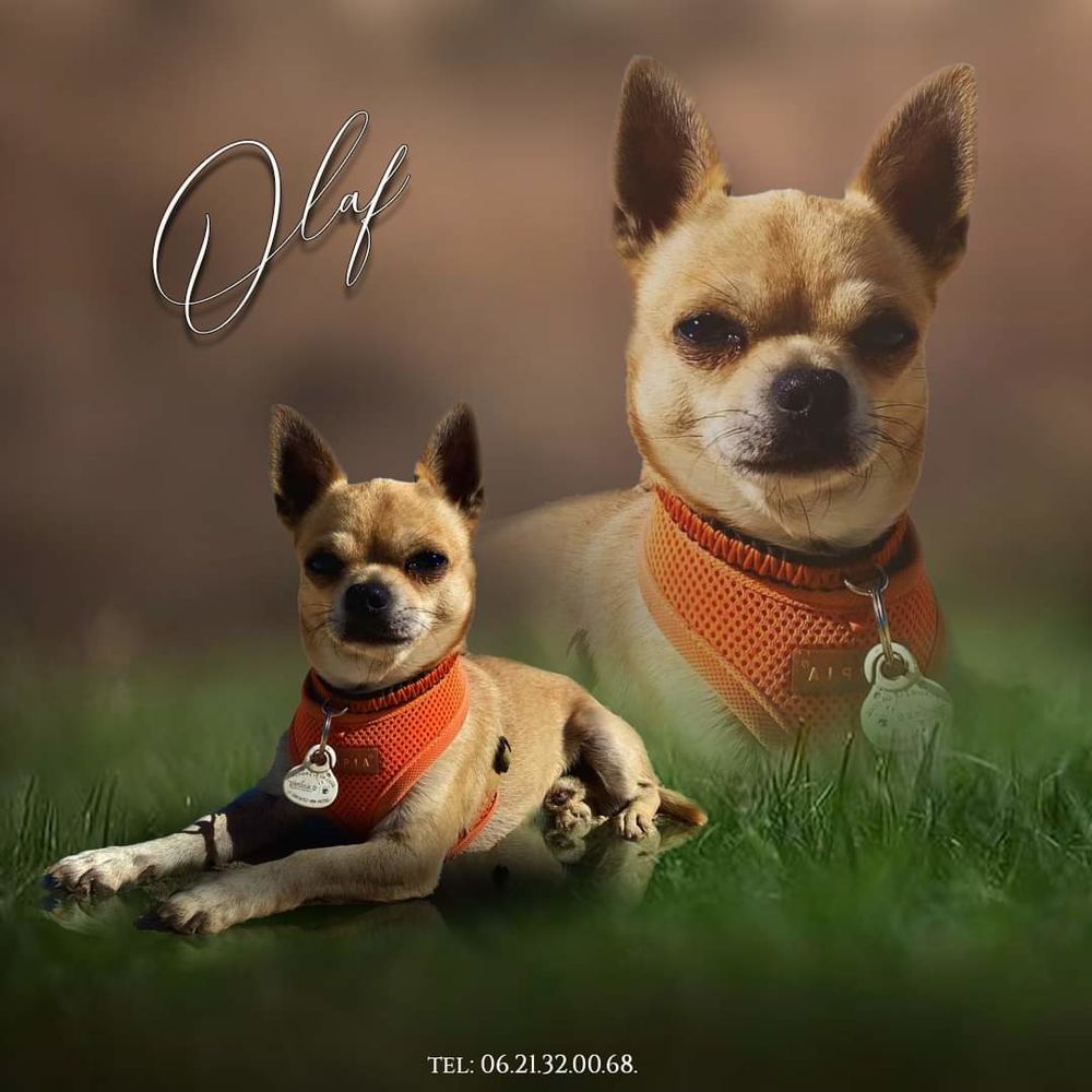   Saillie chihuahua 