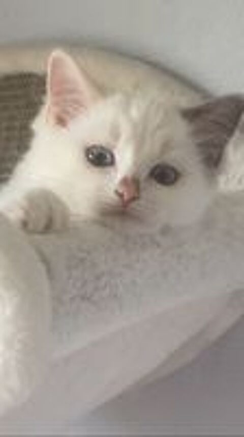   Magnifiques chatons Ragdoll 