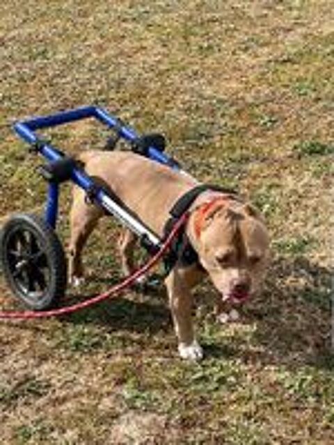   MISS MARYLINE, adorable American Bully � l'adoption 