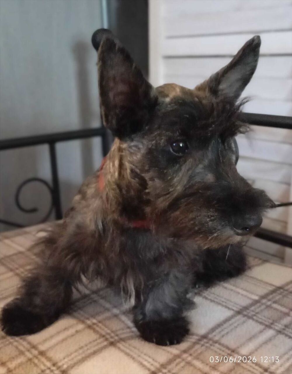   Scottish terrier bringée 