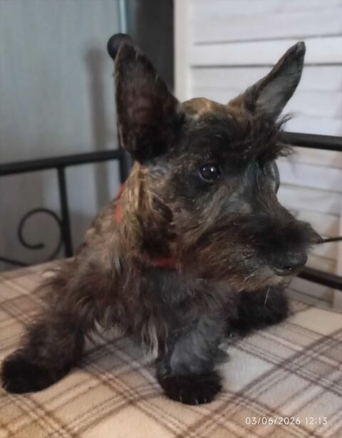 Scottish terrier bring&eacute;e 1100 79200 Parthenay