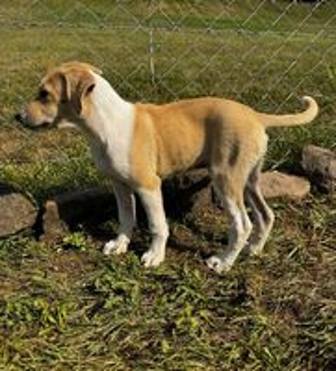   A L'ADOPTION TOBY SE TROUVE EN REFUGE MACEDOINE DU NORD 