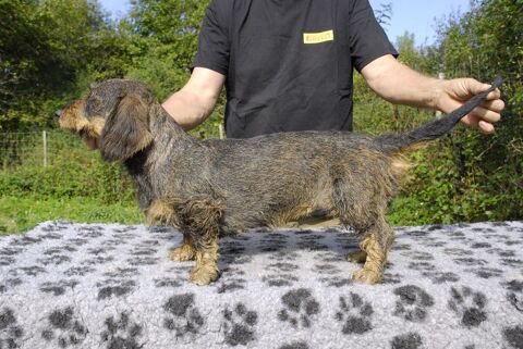   Chiots TECKEL A POIL DUR disponibles vers le 22 janvier 2024 