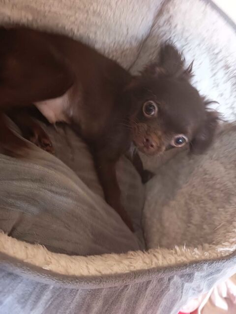 Chihuahua m&agrave;   le chocolat 800 66000 Perpignan