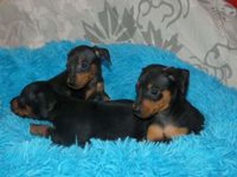  chiot pinscher nain inscrit au lof 
