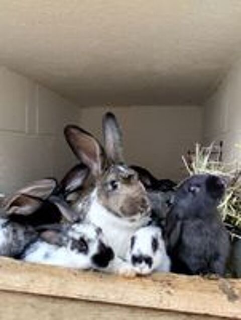   Lapins de ferme  