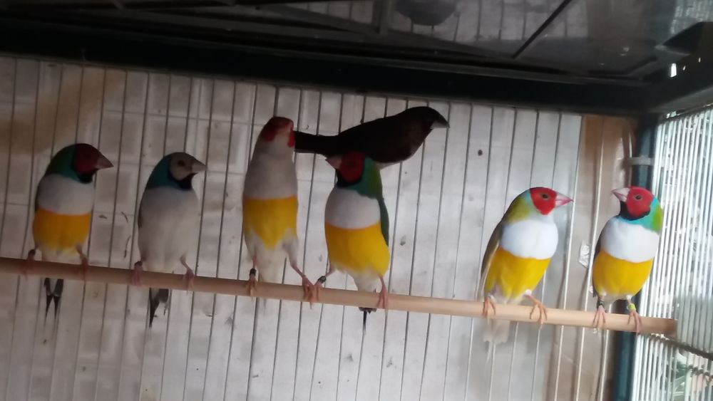   oiseaux exotiques diamants  