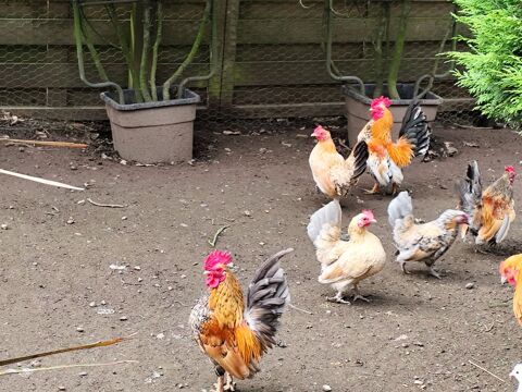 Oeufs f&eacute;cond&eacute;s poules naines seramas 1 29290 Saint-renan