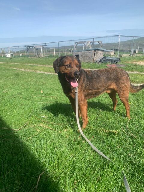 BUENO joli crois&eacute; de 6 ans 250 72000 Le mans