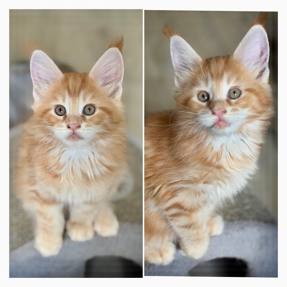   Maine coon loof 