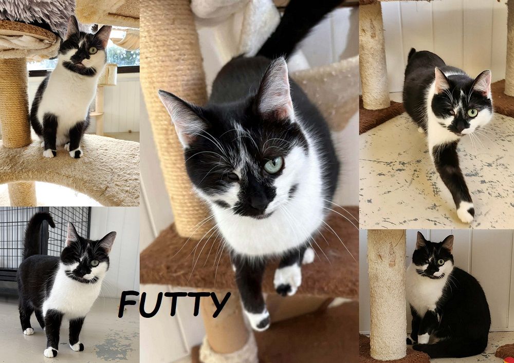   Futty 1 an borgne à adopter 